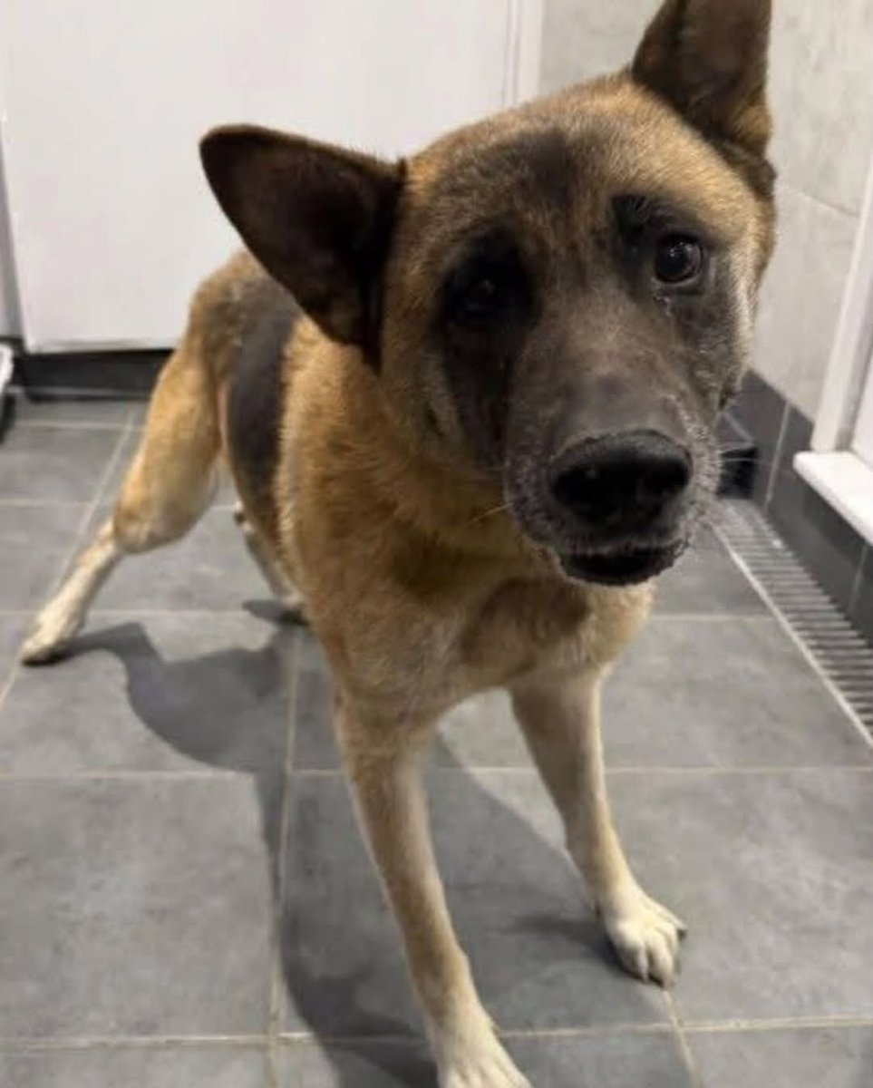 AdoptionsUk's tweet photo. Very urgent, please retweet to help save this poor dog, Liv,  from being killed in a British Council Council Pound on Wednesday 8 July 2026 #UK 💔💔💔💔💔
URGENT RESCUE SPACE NEEDED FOR LIV - AKITA CROSS GIRL‼️‼️POSSIBLY PREGNANT‼️‼️
Contact if you can offer a rescue shelter space 👇
https://t.co/iUZzXanjF0
She is a calm friendly girl,not available to adopt.
She is a calm friendly girl. Pound says she has the sweetest temperament. 
❌ TIMES OUT ON 8TH JULY ❌
LIV - NEEDS RESCUE SPACE. TIMES UP 8TH JULY
Liv is described as a Akita cross girl. She is chipped and we really hope her owner comes for her as it's getting so hard for the bigger dogs to get spaces. We will add more info as we get it but all dogs have to pass temperament testing to be released and sadly we can't get any more videos. 
🆘 LIV NEEDS URGENT PLEDGES TO HELP SAVE HER‼️
PLEDGES.   £273.00
Pledges will be paid to JACOB'S POUND DOGS UK ( FUND RAISING) and used for transport and any other needs to get LIV to a safe rescue
PAYPAL.   k9-lifesavers@hotmail.com
https://t.co/rsnLtUqmUq
Please do not send payments until she is marked safe and use LIV as your reference.
🆘 ONLY USE THE PAYMENT DETAILS ABOVE AND DO NOT PAY ANYONE ELSE
All dogs must pass a temperament test before being released for rehoming via rescue. This means they will have shown no human or dog directed aggression or have given the kennel staff any cause for concern over their temperament.
Our dogs need rescue spaces for rehoming via rescue, they are not for private rehoming directly from the pound. They are available via JACOB'S POUND DOGS UK.
Please contact The Animal Advocate, Gill Atmeare, Deborah Shepherd or Aimiee Findlay if you can help 

#dogs #Aita  #adoptdontshop
@KatieAmess #England #Scotland #Wales 
@ConservativeAWF @DeborahMeaden @APDAWG1 
@AlistairCarns @clarebalding @thismorning @GMB 
@scanme_tukslaw
@Tukslaw_scanme @britishvets
@rickygervais @JaneFallon
@BBCPanorama @NickDixonITV 
DOG BELOW POSSIBLY PREGNANT DUE TO BE KILLED  EDNESDAY 8 JULY 2026💔💔💔