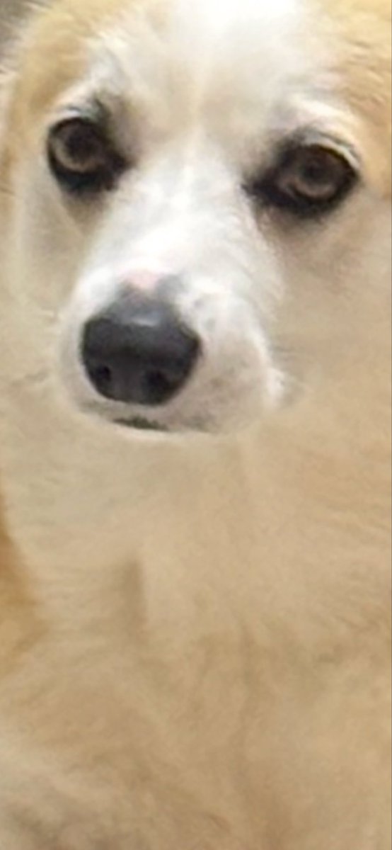 CorgiMog's tweet photo. 超ドアップチャレンジ🐶
画面のほとんどを顔面にすると何の生き物かわからなくなるね😁
そして、人がやると事故りそうだけど動物は可愛いにしかならないから凄いよね
#コーギー #コーギーのいる暮らし #corgi #超ドアップチャレンジ https://t.co/qyRAJSHwR7