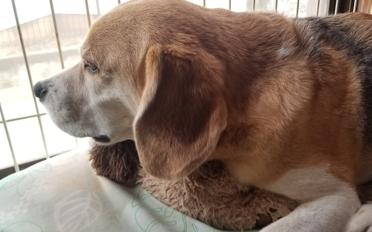 beagle_BEE's tweet photo. マイルームからチロ(←ぬいぐるみ)を連れてきて一緒に寝てる🙂
尊い🙏

なんてかわいいことするんだ、そらちゃん😊

2枚目はお外から撮った。
「チロにもお外を見せてあげてるでしゅ🎵」 https://t.co/Su9S94o8Qc