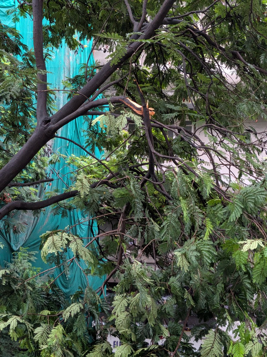 KMayurF's tweet photo. @mybmc @mybmcWardA urgent... this tree branch is nearly to break and fall. Location:- Rustom Sidhwa Marg, Fort opp. Ideal Corner. Near fort fire brigade. https://t.co/C6Qttd5gGY