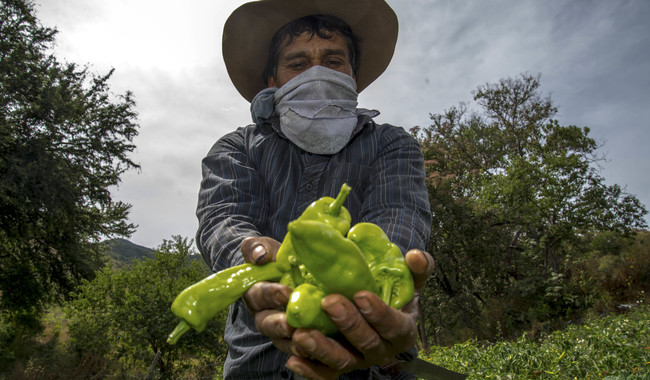 ae_informativo's tweet photo. México logra cifra récord de 184 mdd en envío de alimentos al Reino Unido

#SecretaríadeAgricultura

https://t.co/LUJIt291PX https://t.co/iVjNLSYFNB