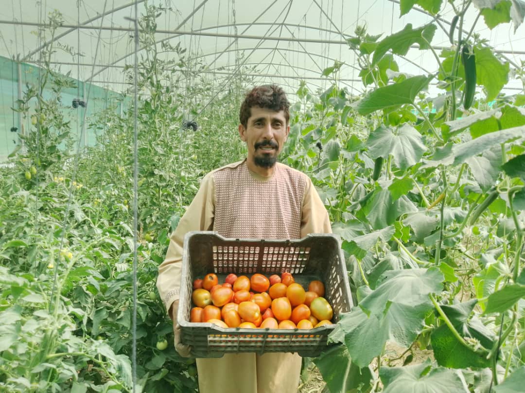 FAOAfghanistan's tweet photo. Greenhouses help Afghan farmers grow vegetables year-round while making more efficient use of water.

With support from @EUinAfghanistan, @FAO &amp; @UNDPaf, farmers in Helmand, Kandahar &amp; Badghis are earning more from surplus produce &amp; supplying fresh vegetables to local markets. https://t.co/hkWhUXhccG