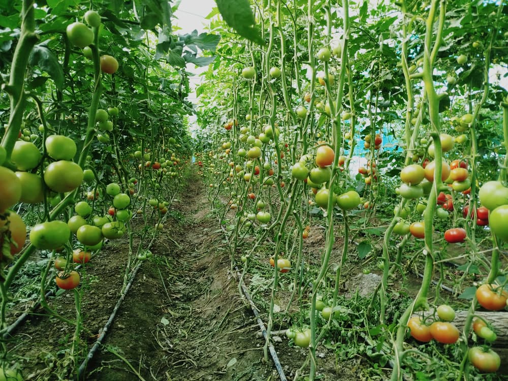 FAOAfghanistan's tweet photo. Greenhouses help Afghan farmers grow vegetables year-round while making more efficient use of water.

With support from @EUinAfghanistan, @FAO &amp; @UNDPaf, farmers in Helmand, Kandahar &amp; Badghis are earning more from surplus produce &amp; supplying fresh vegetables to local markets. https://t.co/hkWhUXhccG