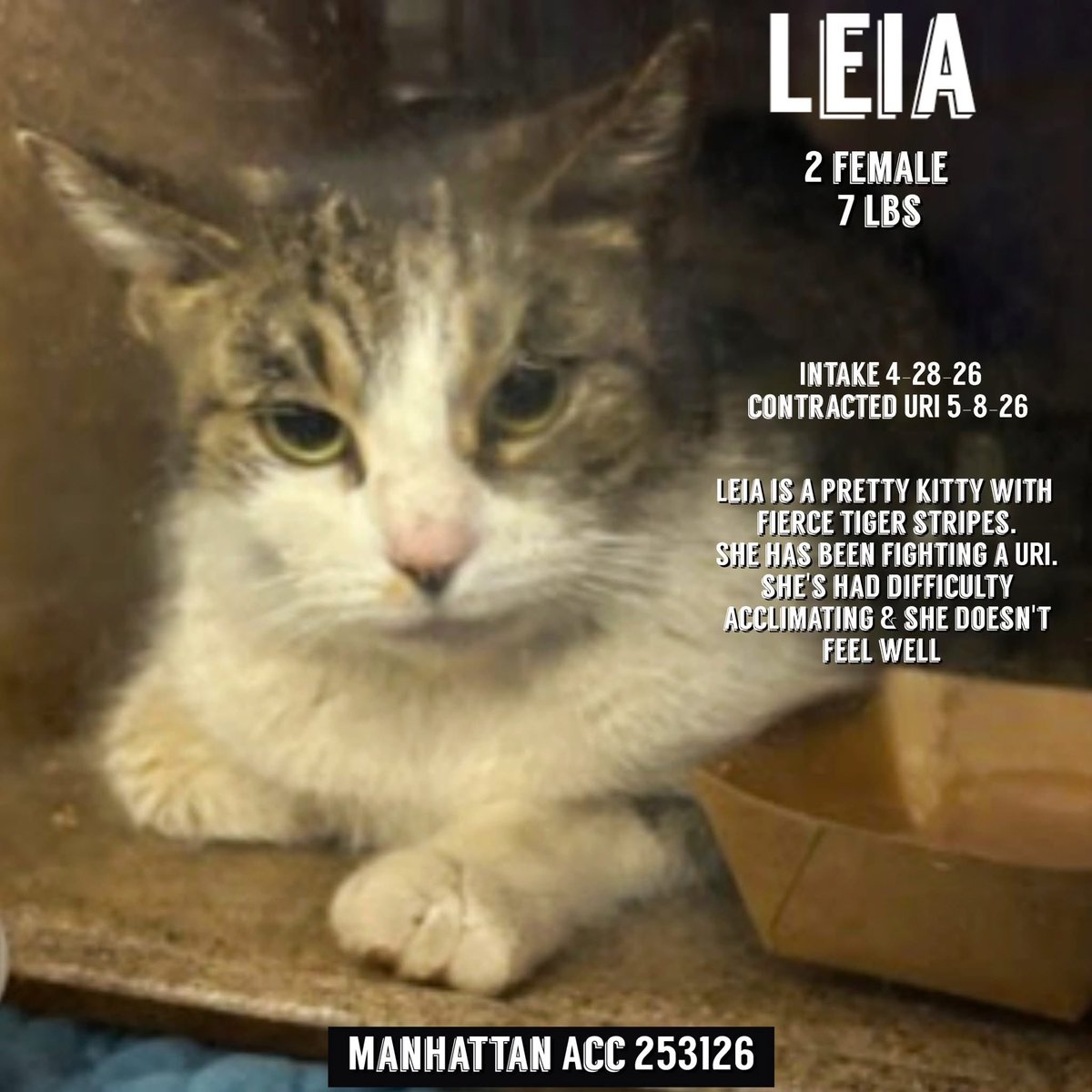 ngremmy's tweet photo. 🆘Please REPOST-adopt-foster🆘

LEIA is on the “emergency placement” list at NYC AC&amp;C and needs out of the shelter by 12 NOON 7/7!

#TeamKittySOS https://t.co/R4TmAofWfL https://t.co/3hpgEWzKiR
