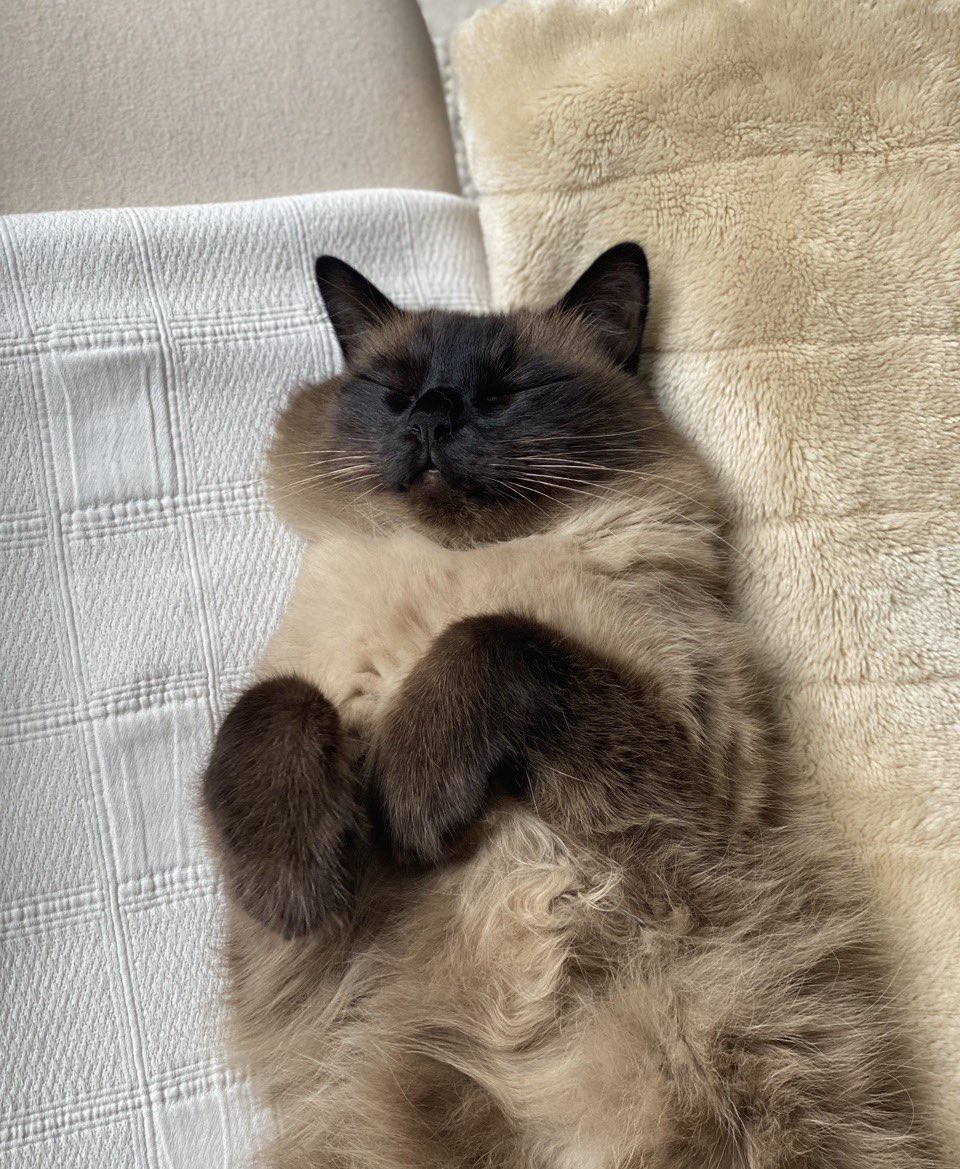 FFlausch's tweet photo. Wenn man die Katze von der Couch hebt und es sich anhört wie ein oller Klettverschluss, dann wollte sie da nicht weg. Erkenntnis des Tages 🖤 https://t.co/04dDpZ1nQs