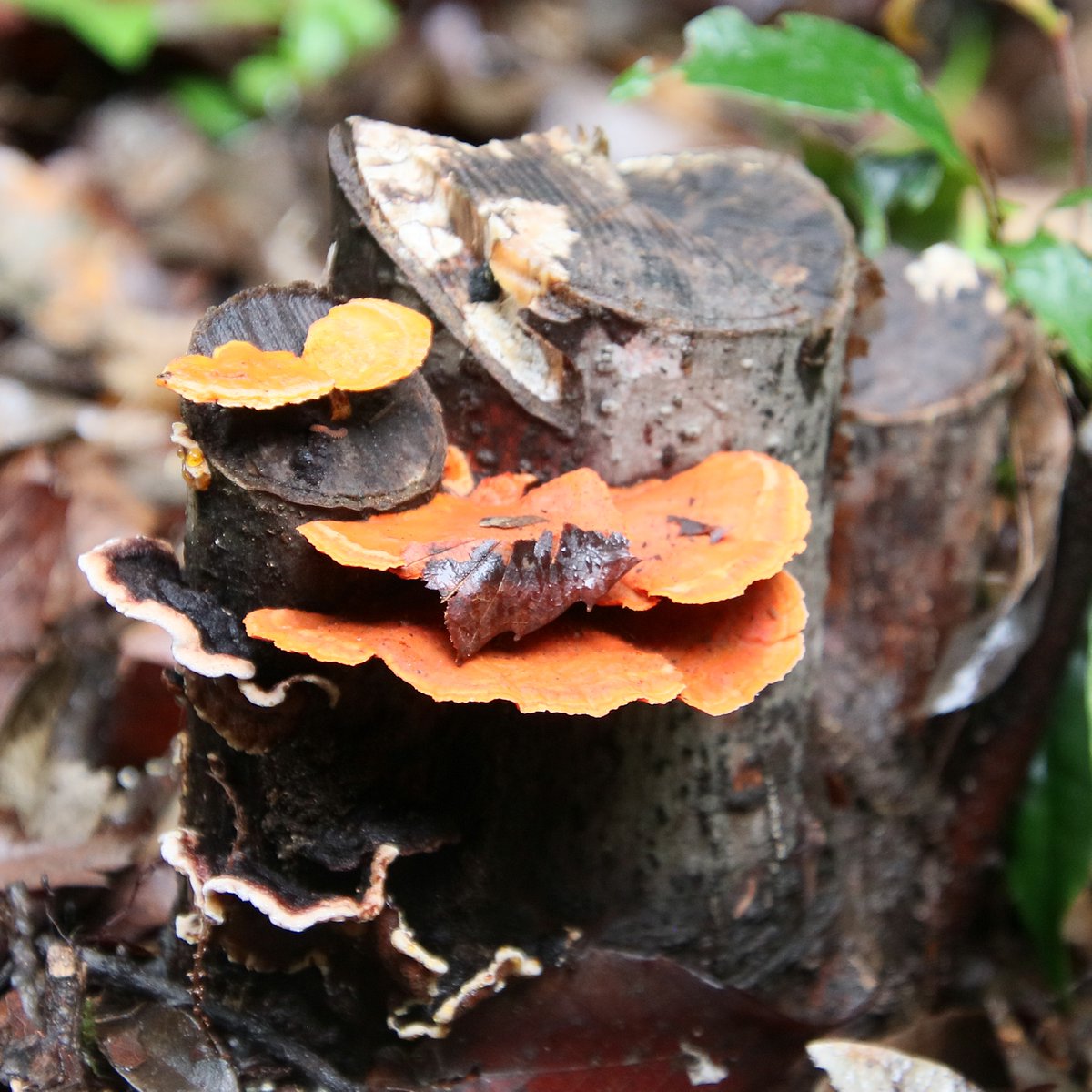 Nature_Okayama's tweet photo. 【🍄きのこ写真展開催中📷】
 開催期間：R8年７月５日（日）～９月５日（土）
 #岡山きのこ研究会 と #岡山県自然保護センター 共催 
多様な色と形が織りなす自然アートをお楽しみください。  2～4枚目は今日の巡回で出会った #きのこ です。 可愛いきのこが皆さまのお越しをお待ちしております。 https://t.co/kJMMSsPvew