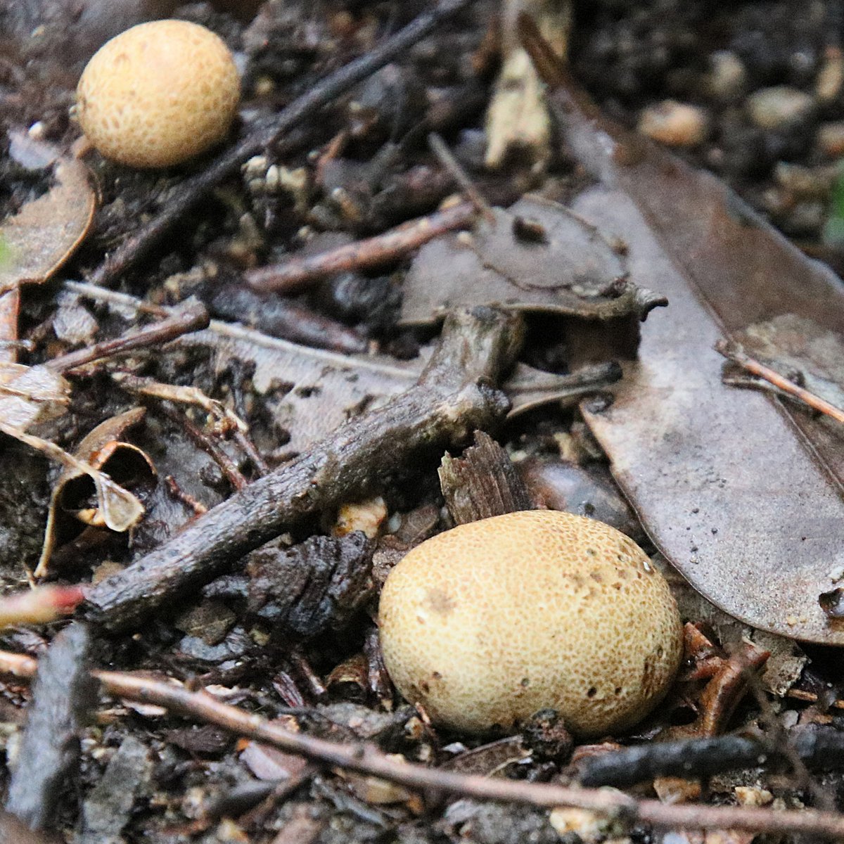 Nature_Okayama's tweet photo. 【🍄きのこ写真展開催中📷】
 開催期間：R8年７月５日（日）～９月５日（土）
 #岡山きのこ研究会 と #岡山県自然保護センター 共催 
多様な色と形が織りなす自然アートをお楽しみください。  2～4枚目は今日の巡回で出会った #きのこ です。 可愛いきのこが皆さまのお越しをお待ちしております。 https://t.co/kJMMSsPvew