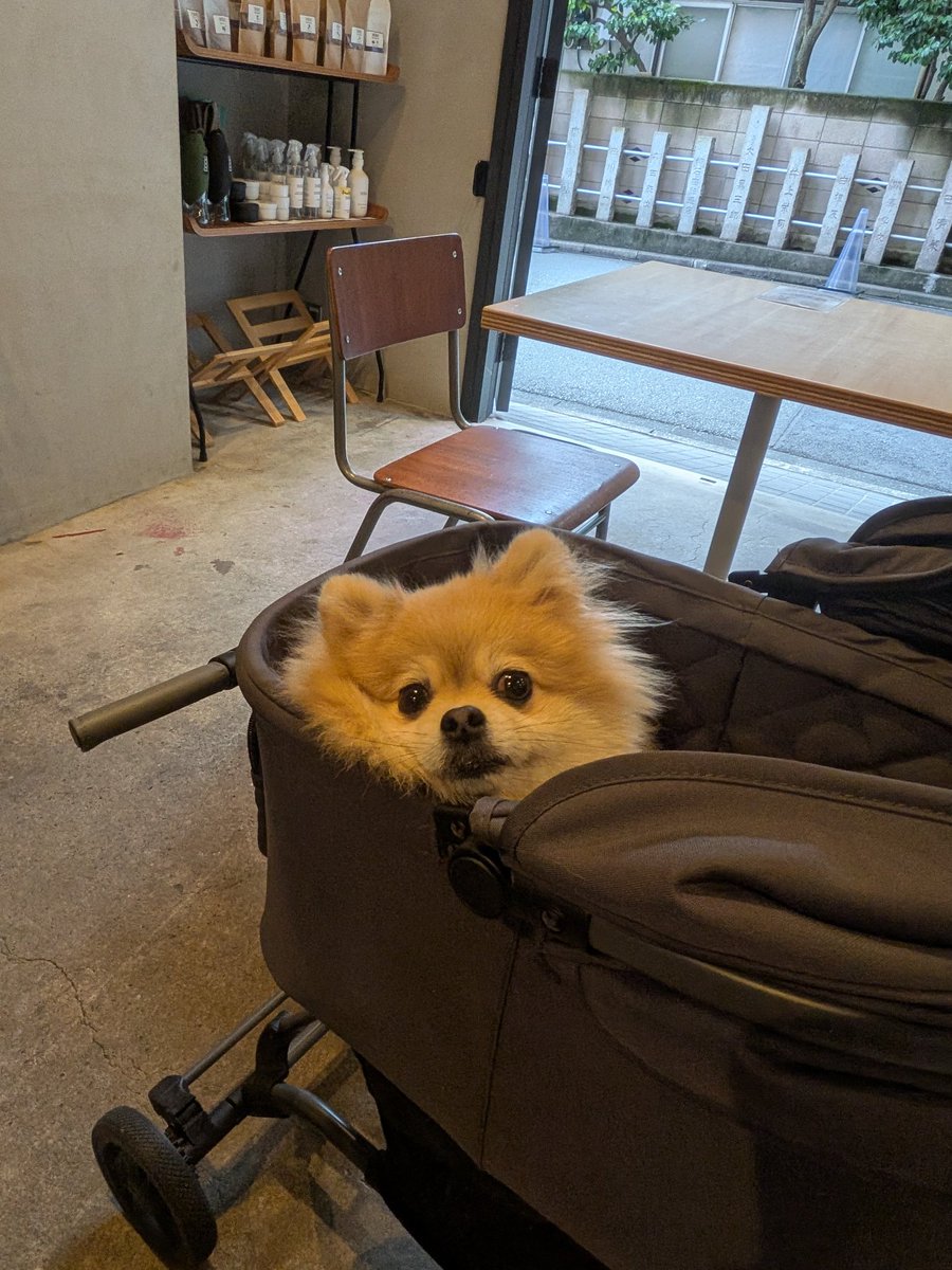 chimaki0922's tweet photo. ふてぶてしい犬

#ポメラニアン https://t.co/OfDR4yTQSV