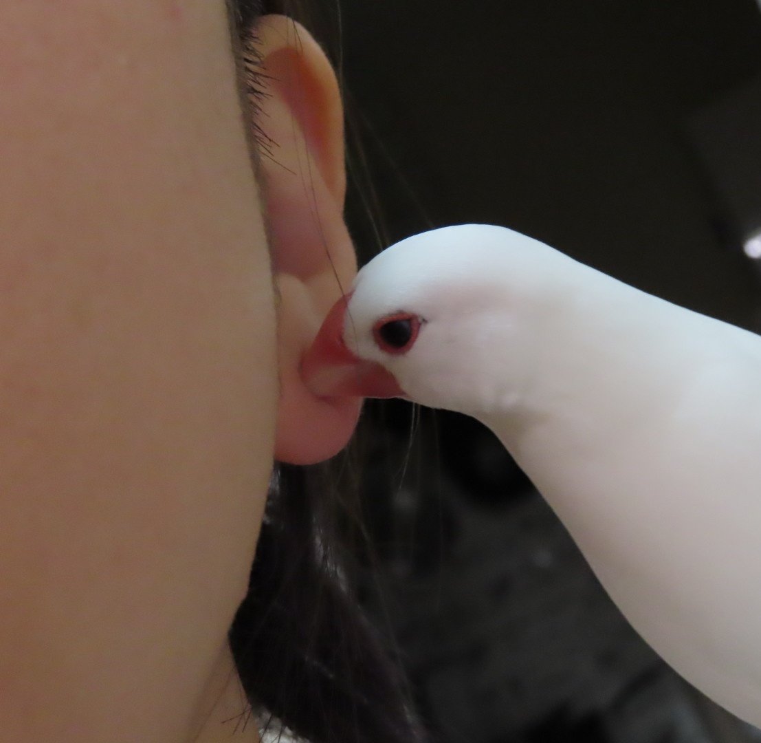 chiisana_pipipi's tweet photo. ピアス穴チェックしてくる文鳥、
耳たぶもチミチミしてきて赤いです痛い痛い https://t.co/mDMTYYWi71