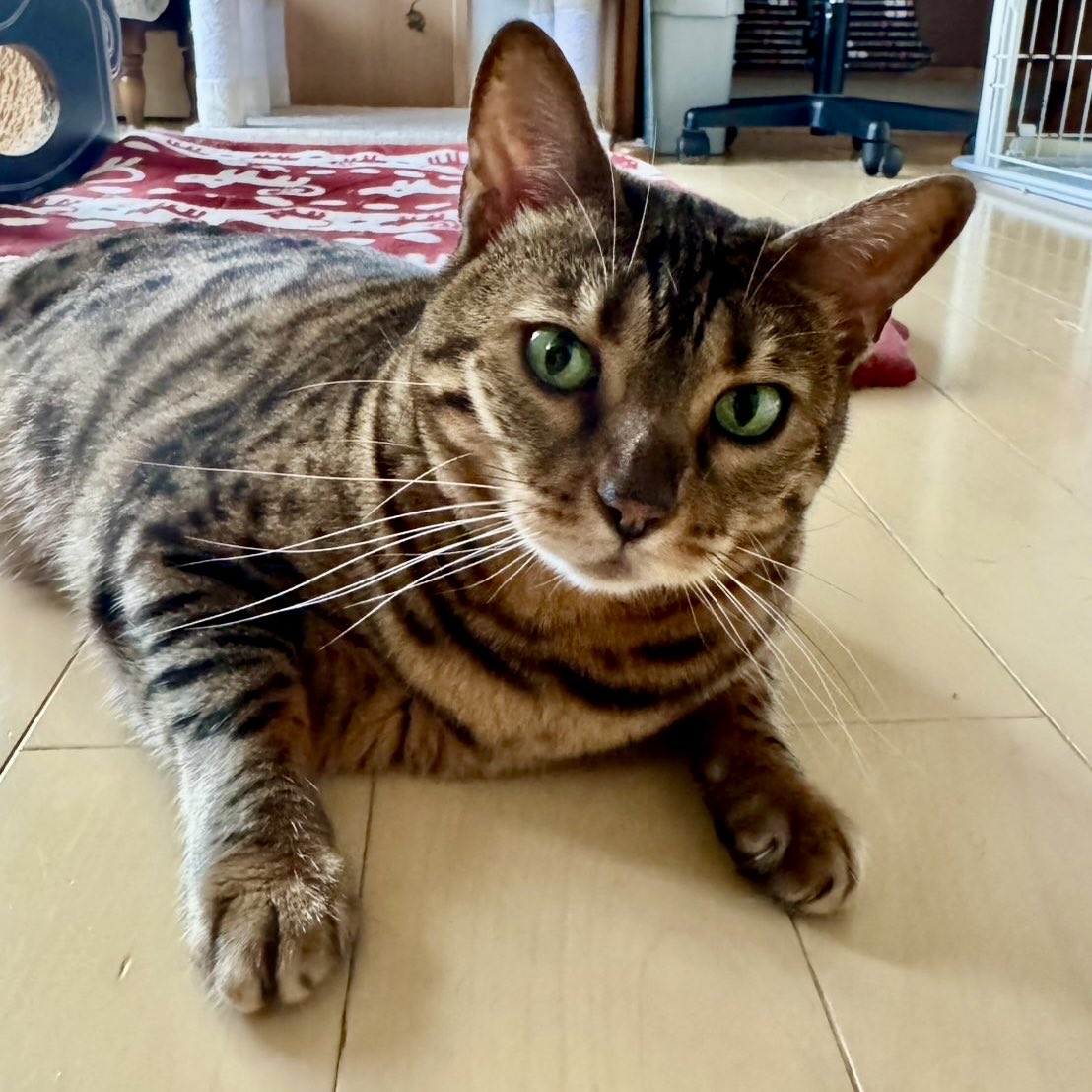redcomet1113's tweet photo. どこ見てんのよ〜
#ルーシー 
#ベンガル #ベンガル猫 
#猫のいる暮らし #猫のいる生活 #猫のいる幸せ #ブリーダー #alancathee https://t.co/paLiZbjzN2