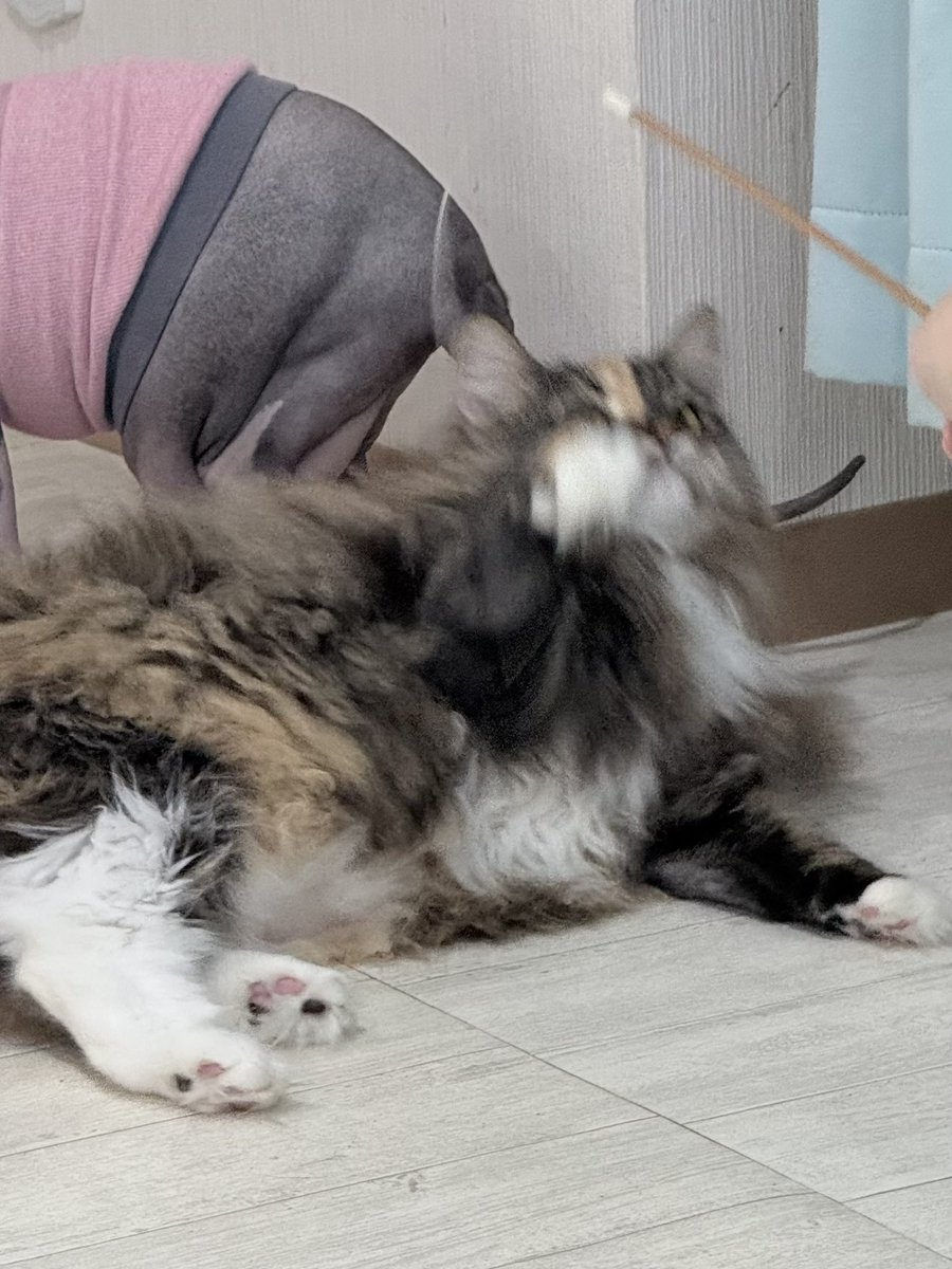 507___error's tweet photo. きーちゃんノルウェージャンみたいなおかおやね( ◜ᴗ◝)

#ノルウェージャンフォレストキャットやねん

#猫カフェラグドール #猫カフェラグドールきす #関西猫カフェめぐり https://t.co/8fwB4Dswdj