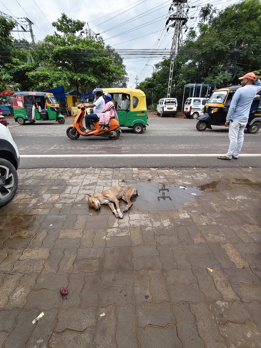 SUMANSH89501844's tweet photo. Urgent action required @safabhubaneswar A dead dog carcass is lying in front of @KIMSBBSR,hospital, near Hospital Main entrance gate. It is creating a severe foul smell and posing a major health risk to local residents. Please arrange for immediate removal.
@bmcbbsr https://t.co/dIGKptt0BH