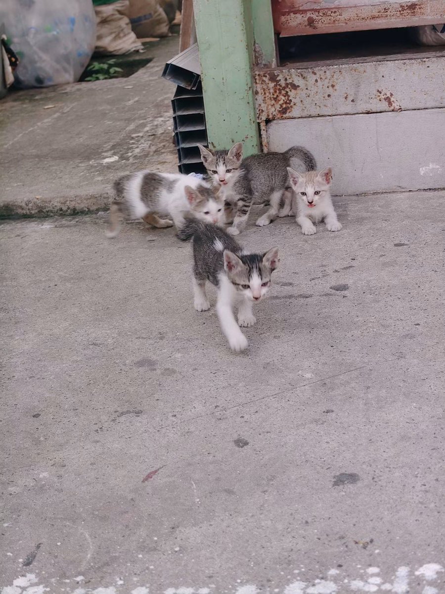 A_Kawin's tweet photo. #แมวหาบ้าน #มีนบุรี 

ขออนุญาตนะคะ หาบ้านให้ลูกแมวจรแบบเร่งด่วนค่ะ อายุหนึ่งเดือนนิด ๆ มีทั้งหมด 5 ตัว ที่ดูเพศคร่าว ๆ คิดว่าหญิง3 ชาย2 ค่ะ มีแม่น้องอีกตัวลายวัว แม่น้องเชื่องมาก ติดคนค่ะ 🥹

 อยากหาบ้านที่อบอุ่นให้น้อง ๆ เพราะแม่น้องไปคลอดไว้แถวนั้นแล้วเอาลูกไปไว้ในโรงงานพลาสติก ทีแรกเจ้าของโรงงานให้คนจับขังใส่ลังไว้อดข้าวอดนมแม่ กะจะปล่อยให้ตุย แต่มาดูอีกวันยังไม่ตุย มีคนงานปล่อยออกมา เจ้าของโรงงานก็ยังจะให้คนงานเอาไปปล่อยค่ะ เราเลยต้องช่วยมาก่อน 

พิกัดมีนบุรีค่ะ ขอคนสะดวกมารับ เลี้ยงระบบปิด ทำวัคซีนให้เด็ก ๆ พาหาหมอเวลาป่วยได้ อัปเดตให้ดูได้เป็นระยะตามเวลาที่สะดวกค่ะ ขออนุญาตสอบถามข้อมูลบางอย่างด้วยนะคะ เพื่อคัดบ้านค่ะ 

ฝากเมตตาด้วยนะคะ 🙇🏻‍♀️ 

https://t.co/feEq4sTRU4