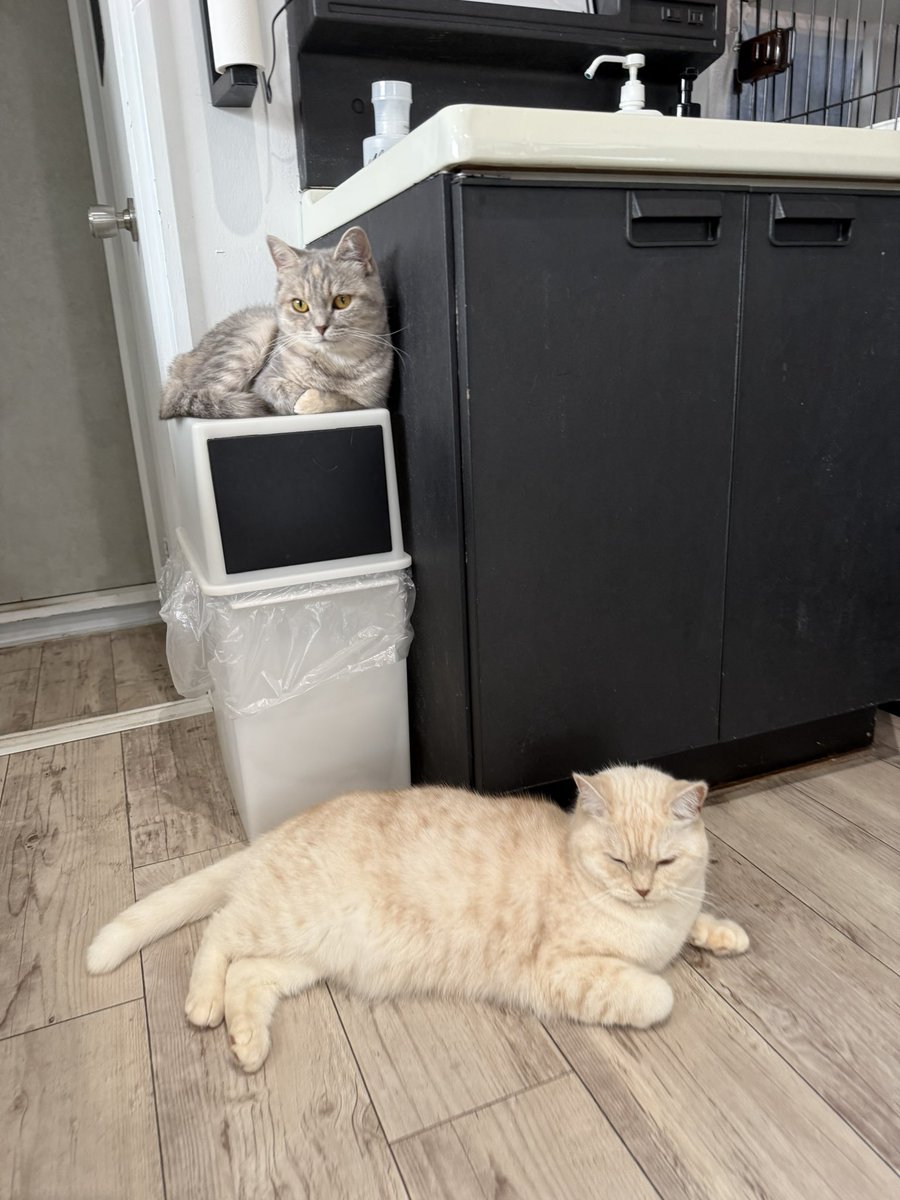 SomaLin_mck's tweet photo. まもなくツイキャス配信します🎶
見に来てにゃ🐈 https://t.co/9WTYVpEZkE