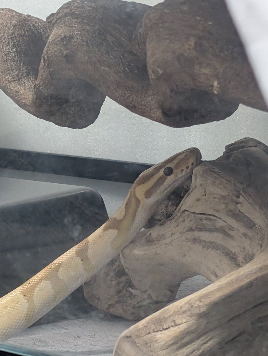 velocy_snaking's tweet photo. やっば、かわいい https://t.co/2jXEuQdh30