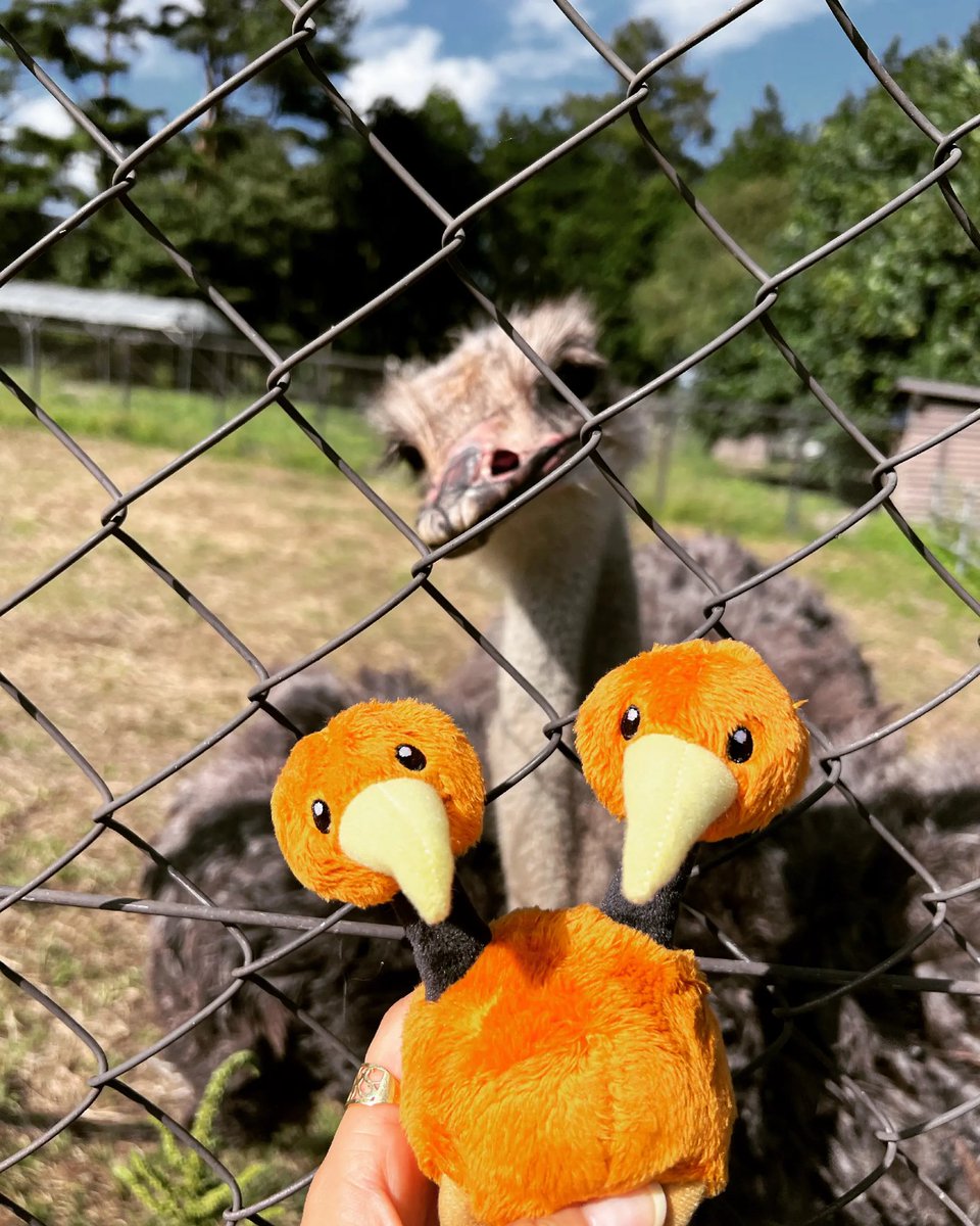 dachouostrich's tweet photo. 免疫力も視力も最強
長野県伊那市にはそんなすごい鳥
ダチョウがいる!!
そのことを誇りにダチョウを絶やさず運営をしていってもらいた!!なの〜

 #最速  #最大  #世界一  
#拡散希望 #動物 #鳥好き #ダチョウ #みはらしファーム https://t.co/scZI3Stktr