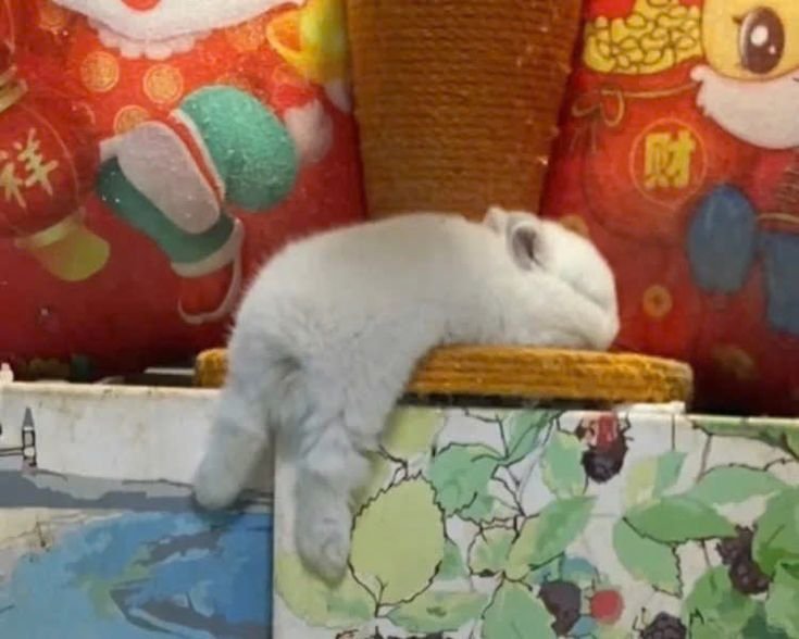popularrabbit's tweet photo. Hunged bunny https://t.co/68YwjgTHGV