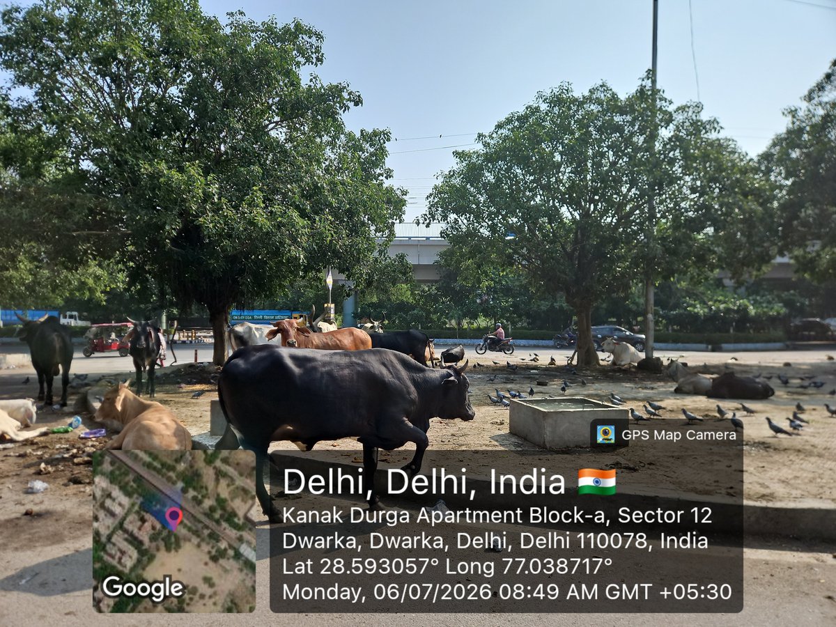 ramkumarvijayan's tweet photo. #Sector12 #Dwarka has become an open air gaushala. The dirt and the smell is so unhealthy. Please do something to remove the stray cattle @official_dda @OfficialDMRC @pwddelhi @mcd_delhi @CMODelhi @sandeepbjpadv https://t.co/S510LDOJgm