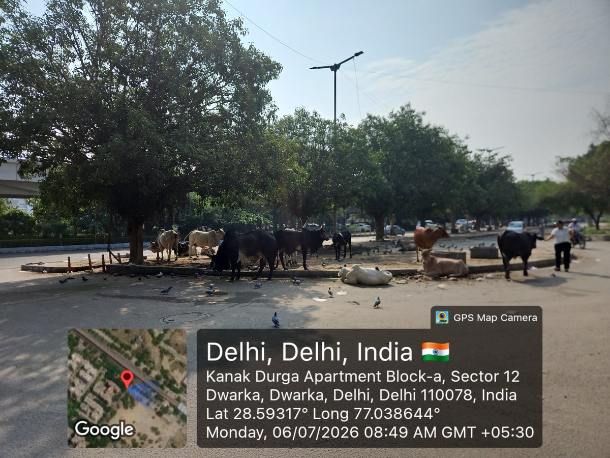 ramkumarvijayan's tweet photo. #Sector12 #Dwarka has become an open air gaushala. The dirt and the smell is so unhealthy. Please do something to remove the stray cattle @official_dda @OfficialDMRC @pwddelhi @mcd_delhi @CMODelhi @sandeepbjpadv https://t.co/S510LDOJgm