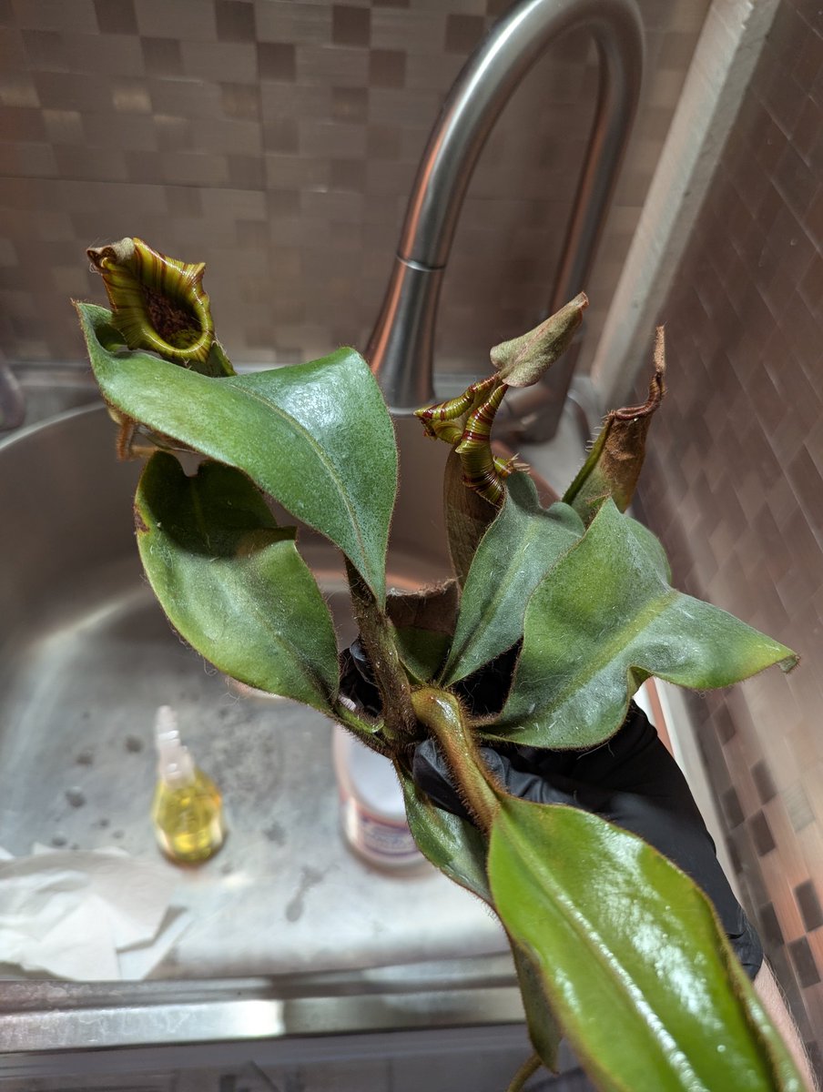 WiseExotics's tweet photo. Taffys 1st basil is removed and sent to a friend to root 
Veitchii B (1st pic ) parent plant reduced trap size with basil active https://t.co/wrTlWwM1kH