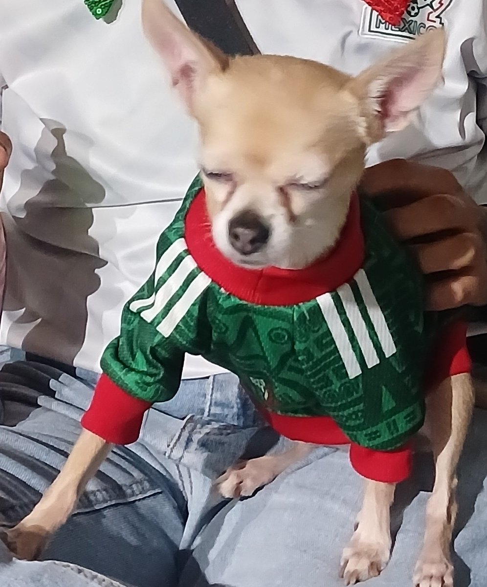 mimfeer's tweet photo. Lo mas fife que hice fue ponerle una playera de la selección a mi perrita xd https://t.co/BJxl7EsarP