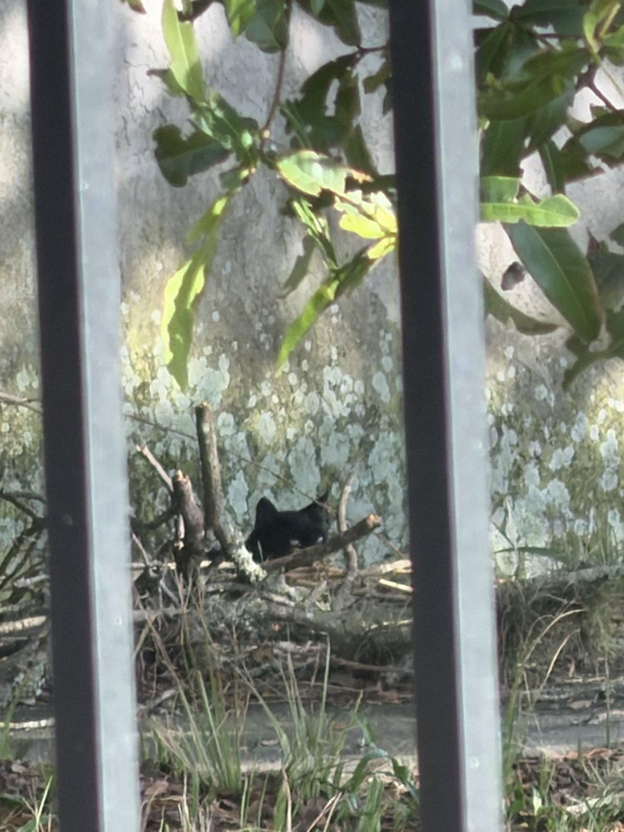 BalIsMcGee's tweet photo. Keep seeing black cats. Is this a curse? https://t.co/CIn8aOw6o9