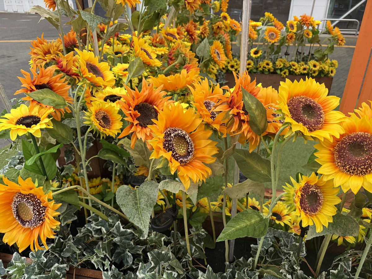 eb61028's tweet photo. 買い物行ったらひまわりが咲いてた🌻🌼

#FANTASTICS https://t.co/NeHBnjvDMq