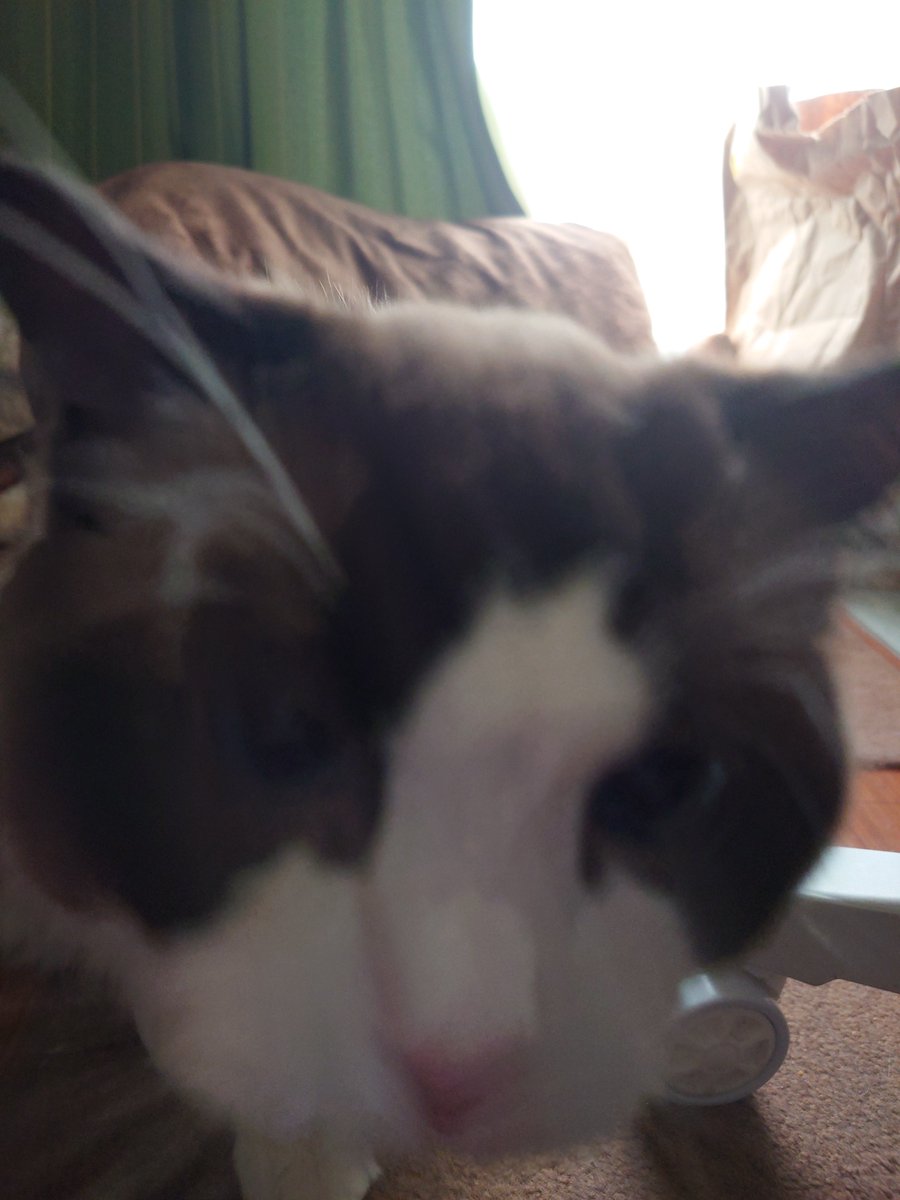 Sakuya_52Hz's tweet photo. 全人類猫を愛でて https://t.co/pBUs0e9NvE