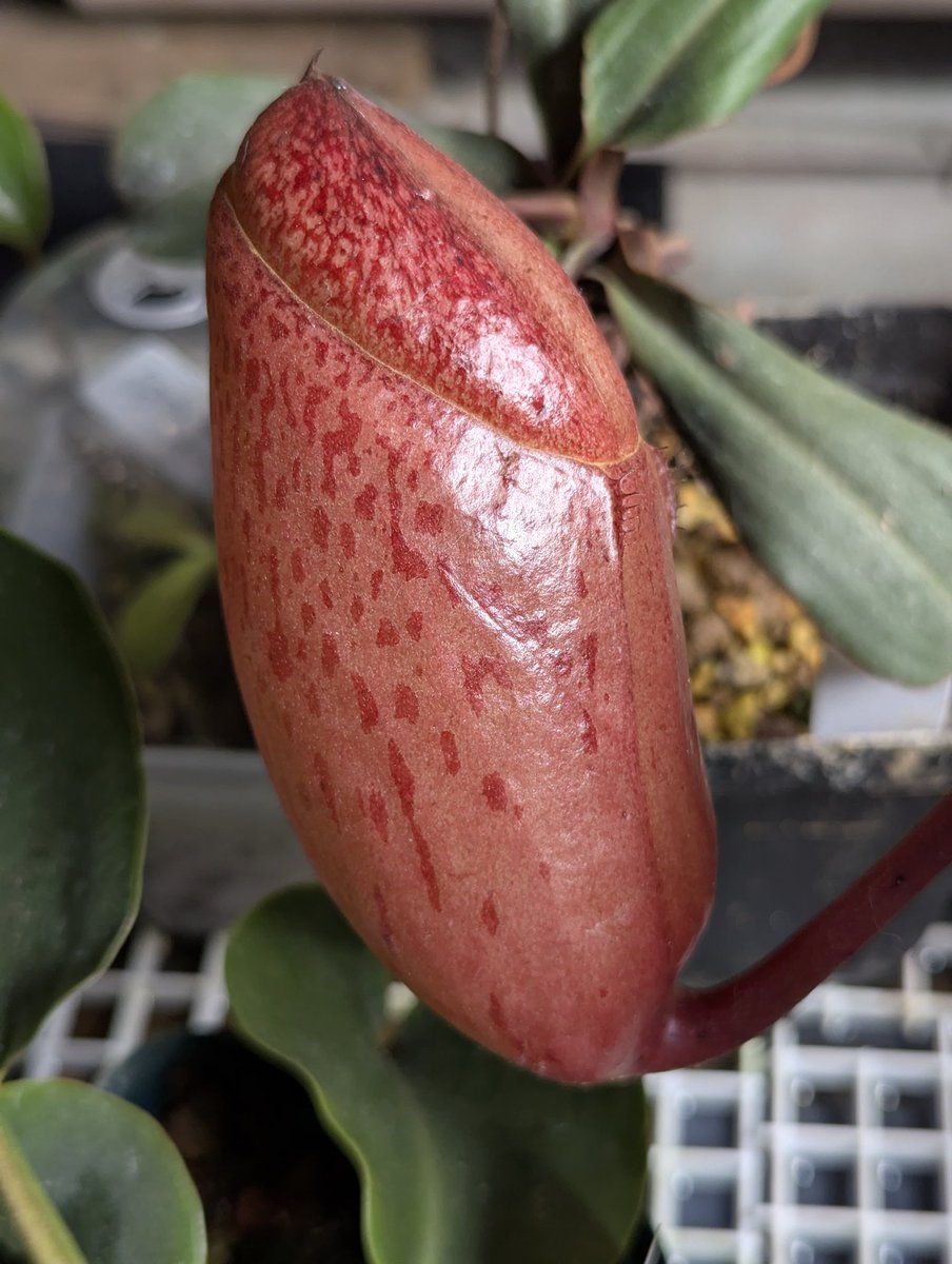 WiseExotics's tweet photo. N. Sibuyanensis Seed grown
 reverted to a new lower type trap, prior it made intermediate, very interesting 🤔 big trap size also https://t.co/rUexfo4Q62