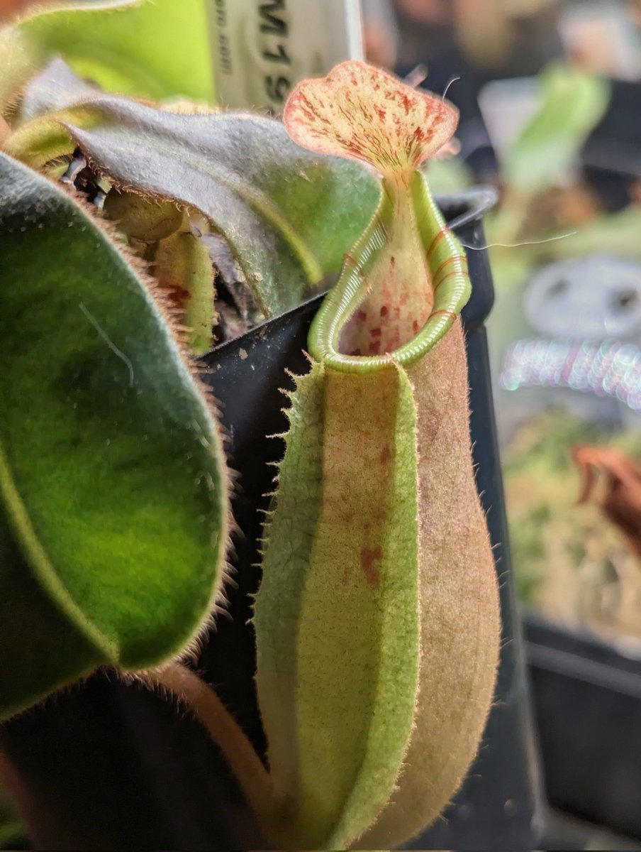 WiseExotics's tweet photo. JB x pink dreams / prince 
Seed grown 
N. Veitchii , pre edge flair showing it seems https://t.co/qz6xghrSJz