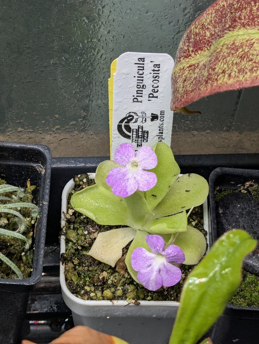 WiseExotics's tweet photo. Fascinating ping that has ever changing flowers https://t.co/P74kCFAnjz