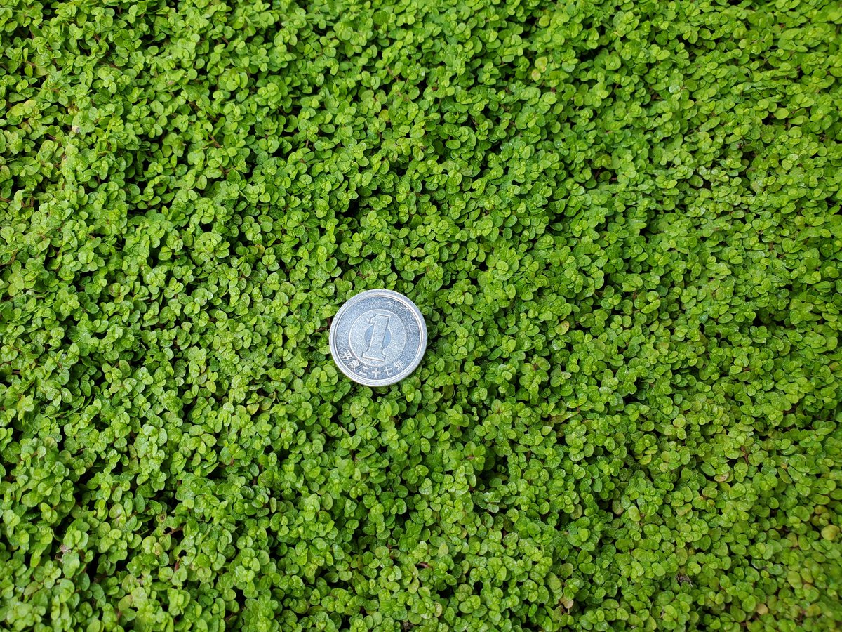 NatureDept's tweet photo. ベビーティアーズ🍀

イラクサ科で2〜3mmほどの小さな葉が特徴的です。
グランドカバーに使えるのでパルダリウムなどにもってこいです🤗

小さな葉がミニチュア感を演出してくれるので、小型水槽でも十分雰囲気がでます❗

※1·2枚目から3·4枚目は2週間ほど経過した写真です

@lbjkhomac https://t.co/ikKZv4zpar