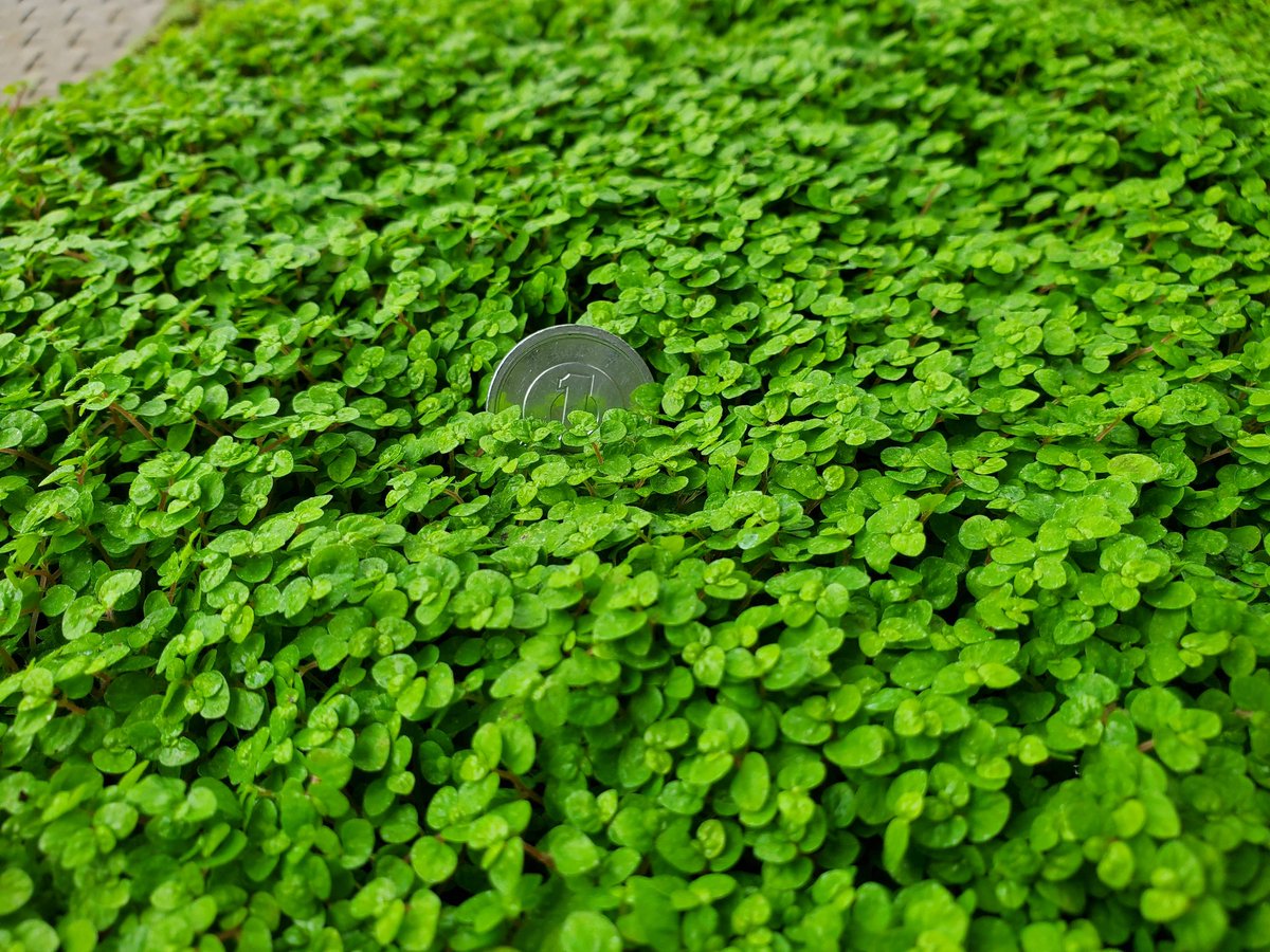 NatureDept's tweet photo. ベビーティアーズ🍀

イラクサ科で2〜3mmほどの小さな葉が特徴的です。
グランドカバーに使えるのでパルダリウムなどにもってこいです🤗

小さな葉がミニチュア感を演出してくれるので、小型水槽でも十分雰囲気がでます❗

※1·2枚目から3·4枚目は2週間ほど経過した写真です

@lbjkhomac https://t.co/ikKZv4zpar