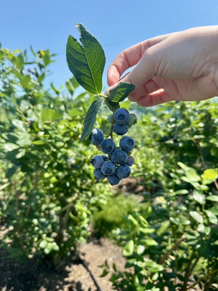 stearlessky's tweet photo. @TRIAlANERR0R [ Vinnie-Twinnie ]

.. 😅😅😅
.. Maaf, aku ... keasikkan memanen blueberry...
.. Lihat, lihat!
.. [ sent you a pic. ]
.. Salah satu hasil panen kemarin! https://t.co/cMjLevCEsQ