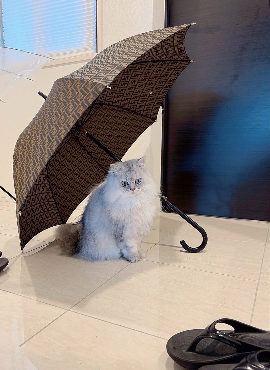 kr2001's tweet photo. …雨ばっかりねー…☂︎˚*•̩̩͙⁺ https://t.co/8OdqyGJWXO