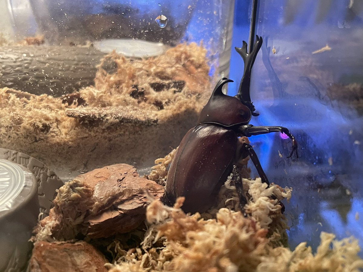 HbMunp's tweet photo. そういえば昨日カブトムシが羽化してました☺

夏ですね。 https://t.co/yAXNzsCvxR