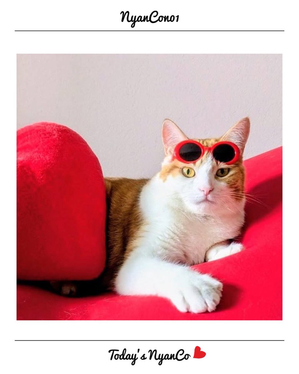NyanCon01's tweet photo. 今日のニャンコ♡ 

イケイケグラサンニャンズ✨

#nyancon01
#cat https://t.co/xU6BoZ9tsR