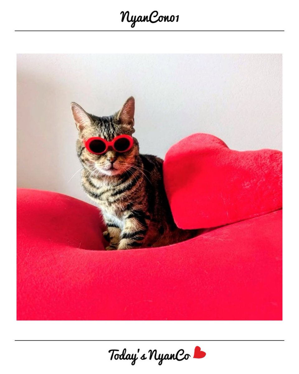 NyanCon01's tweet photo. 今日のニャンコ♡ 

イケイケグラサンニャンズ✨

#nyancon01
#cat https://t.co/xU6BoZ9tsR