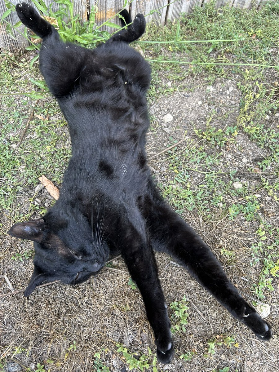 reglisse1601's tweet photo. Bonjour à tous 🐈‍⬛😻😻
Ce matin on démarre la journée avec un bon café , on fait rentrer la fraîcheur pr attaquer cette journée ☀️ 🥵🥵
Réré en mode SDF , qd à Luna , à fond la caisse dès le matin 🫢😂😂 ce matin un peu dur à suivre 🫩🫩😂😂
Belle journée à tous 😘😘😘😻🖤🖤🖤 https://t.co/cfQ4LJhxWU