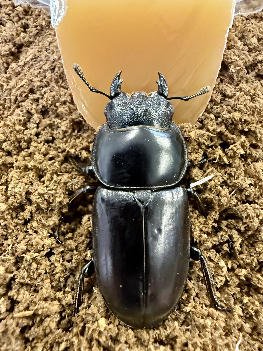 アンタエウス原名亜種 ネパール メチ wild♀ Dorcus antaeus antaeus