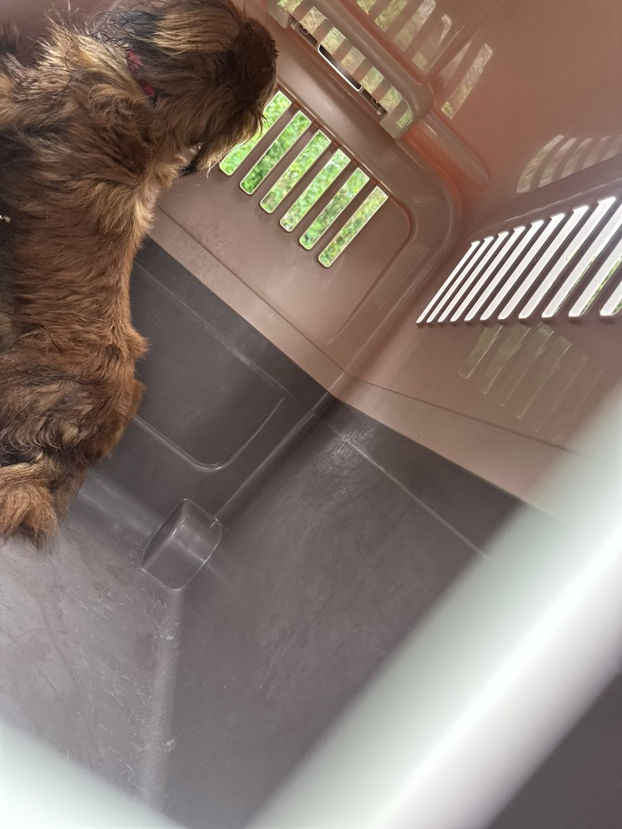 splatooooon1's tweet photo. 佐世保市で迷子犬保護しました。
今は愛護センターで預かってもらってます！
ダックスの男の子、赤い首輪してます！
飼い主の方お迎えに来てあげてください〜雨に汚れて痩せこけてます。。。

#佐世保市 #迷子犬　#ダックス https://t.co/OtGQnVVd3X