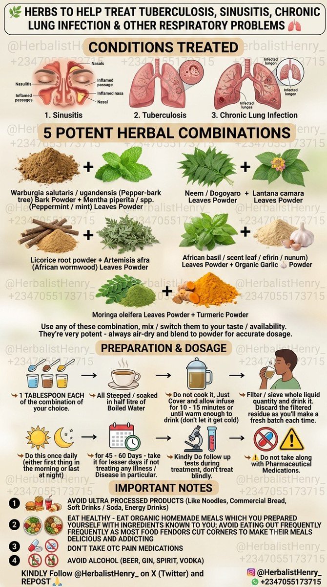 HerbalistHenry_'s tweet photo. 🌿 HERBS TO HELP  TREAT TUBERCULOSIS, SINUSITIS, CHRONIC LUNG INFECTION & OTHER RESPIRATORY PROBLEMS 🫁 

Combinations you can use ⬇️ 
1. Warburgia salutaris / ugandensis (Pepper-bark tree) Bark Powder  +   Mentha piperita / spp. (Peppermint / mint) Leaves Powder 
2. Neem / Dogoyaro Leaves Powder  +  Lantana camara Leaves Powder 
3. Licorice root powder  +  Artemisia afra (African wormwood) Leaves Powder 
4. African basil / scent leaf / efirin / nunum) Leaves Powder + Organic Garlic 🧄 Powder 
5. Moringa oleifera  Leaves Powder  +  Turmeric Powder 

Use any of these combination, mix / switch them to your taste / availability.
They're very potent - always air-dry and blend to powder for accurate dosage. 

Preparation &  Dosage ⬇️ 
↪️ 1 TABLESPOON  EACH of the combination of your choice. 
All Steeped / soaked in half litre of Boiled Water 
↪️ Do not cook it, Just  Cover and allow infuse for 10 - 15  minutes or until warm enough to drink (don't let it get cold)
Filter / sieve whole liquid quantity and drink it.
Discard the filtered residue  as you'll make a fresh batch each time. 

↪️ Do this once daily 
(either first thing in the morning or last at night)  for 45 - 60  Days  - take it for lesser days if not treating any  Illness  / Disease in particular. 
Kindly  Do follow up tests during treatment, don't treat blindly. 
⚠️ Do not take along with Pharmaceutical Medications. 

IMPORTANT NOTES:
1. AVOID ULTRA PROCESSED PRODUCTS 
(Like Noodles, Commercial Bread, Soft Drinks / Soda, Energy Drinks)
2. EAT HEALTHY - EAT ORGANIC HOMEMADE MEALS WHICH YOU PREPARED YOURSELF WITH INGREDIENTS KNOWN TO YOU; AVOID EATING OUT FREQUENTLY AS MOST FOOD FENDORS CUT CORNERS TO MAKE THEIR MEALS DELICIOUS AND ADDICTING
3. DON'T TAKE  OTC PAIN MEDICATIONS 
4. AVOID ALCOHOL (BEER, GIN, SPIRIT, VODKA) 

KINDLY Follow @HerbalistHenry_  on  X (Twitter)  and REPOST 🙏