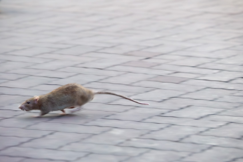 harahiroyoshi_'s tweet photo. 走っていくのさ、コンクリートジャングルを
Just keep running through the concrete jungle https://t.co/a5USaizA1B