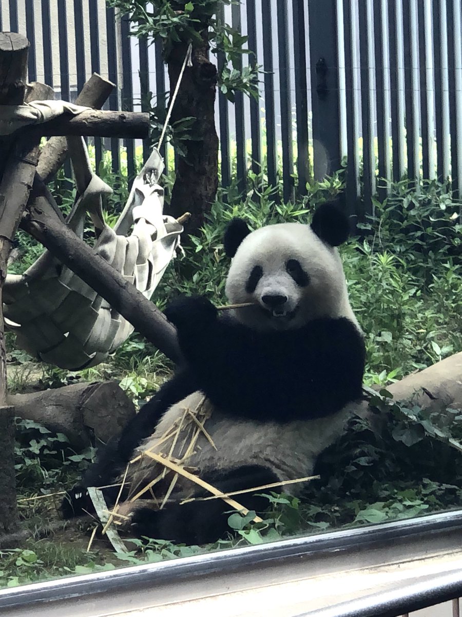 s_baa_s's tweet photo. #パンダイパン活エピソード 
①シャンシャン
②2019.8.6上野動物園
③東園🐼舎、入ってすぐの小さなお庭だった頃、大好きな飼育員さん達が作ってくれた木組みとハンモックでいつも楽しそうだったシャン子、ガラスの映り込みはひどかったけど、あんなに近くで会えた嬉しさよ…😭💕 https://t.co/dPpAlXnTI5
