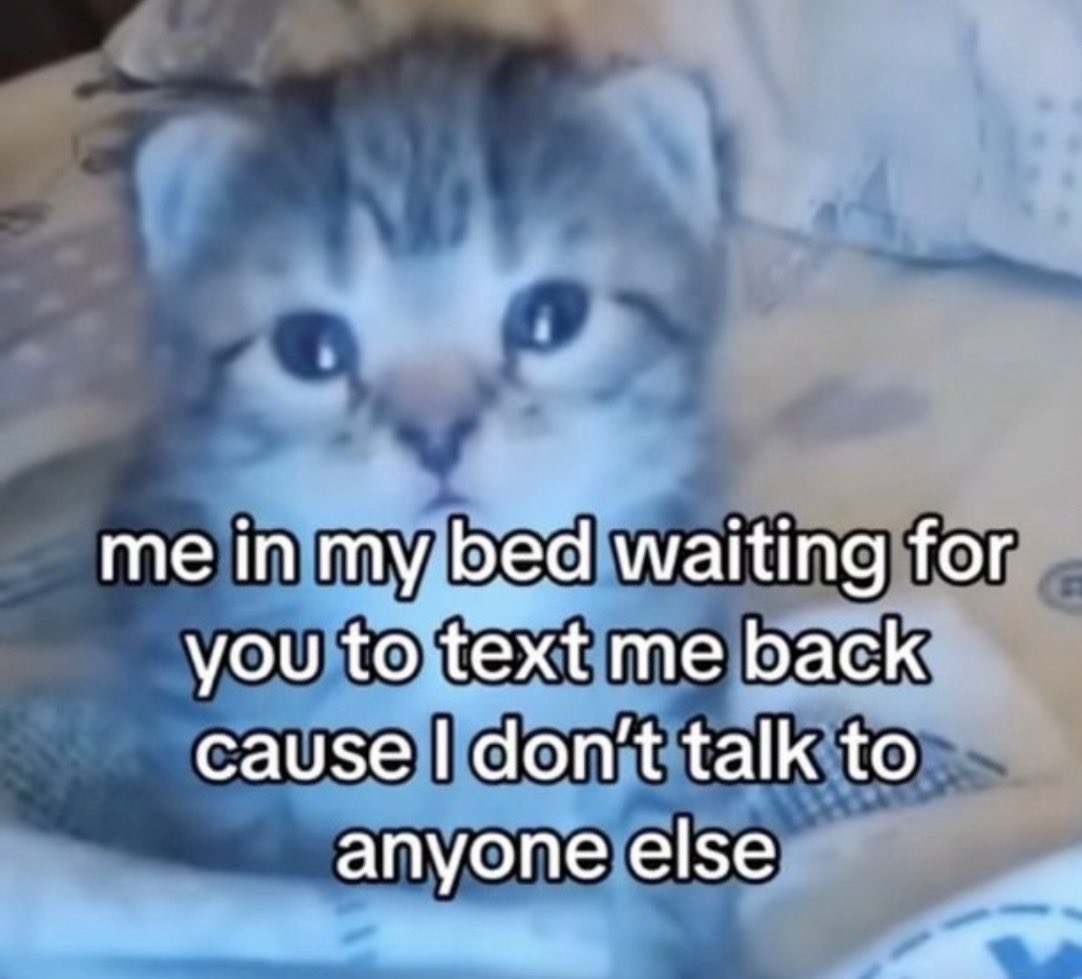 MyCuteCatPage's tweet photo. https://t.co/9rzIfJWfU0