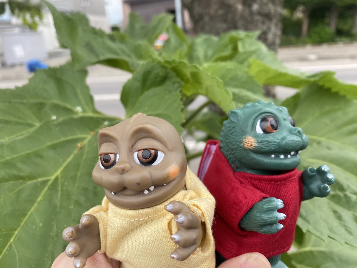 1978Dreamwaker's tweet photo. 7月6日(月)
こんにちは！

ひまわりの成長模様。
すくすくと伸びてます。

#ゴジばん
#ゴジゴジライフ https://t.co/8loakngupD