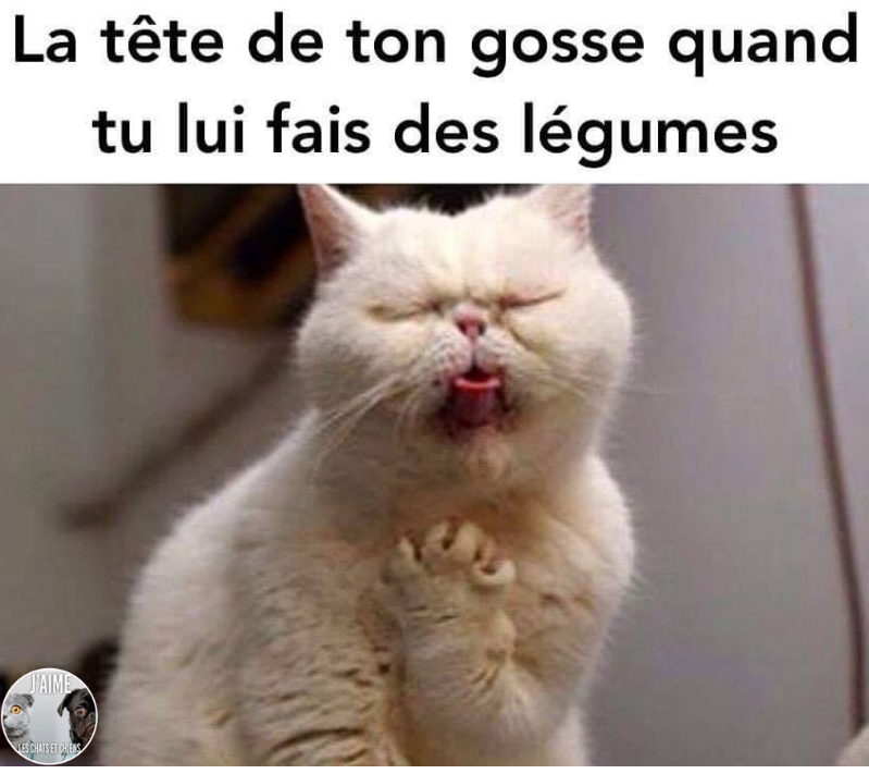 BeguinChat's tweet photo. 😂🤣😂😋
#chat #chats #chaton #chatons #funnycat #funnycats #felin #gato #gatos #gatto #minet #bouledepoil #kitten #kitty #mdr #lol #marrant #humourchat #humourchats #chatdrole #katze #rigolo #marrant https://t.co/unjbB5wnbK
