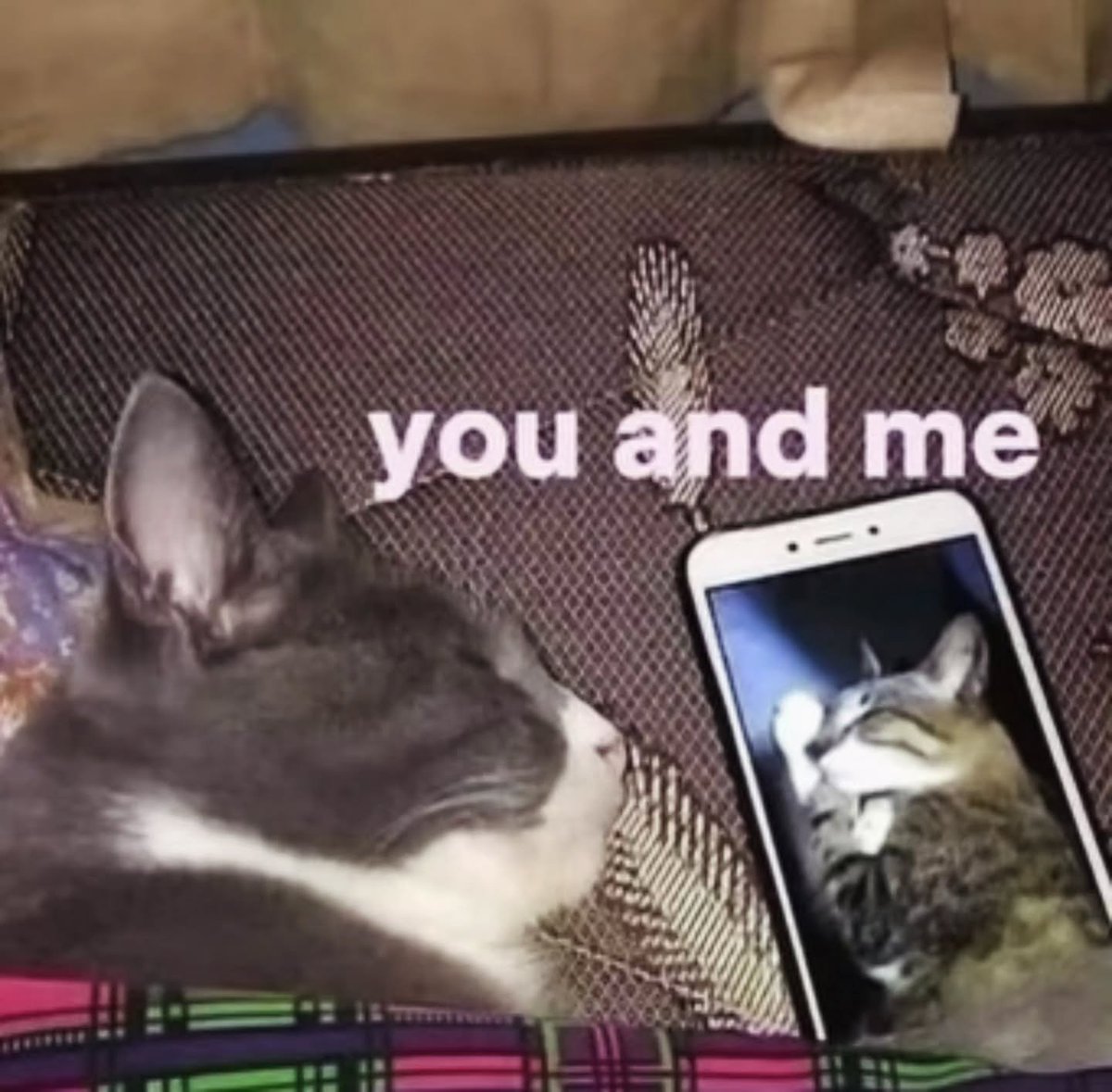 catslovings1's tweet photo. https://t.co/FprqksZ2XG