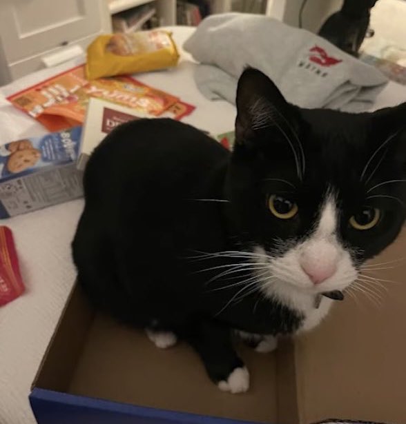 wassuphifza's tweet photo. cat dad hudson is so special to me https://t.co/pnWWUyRyPS