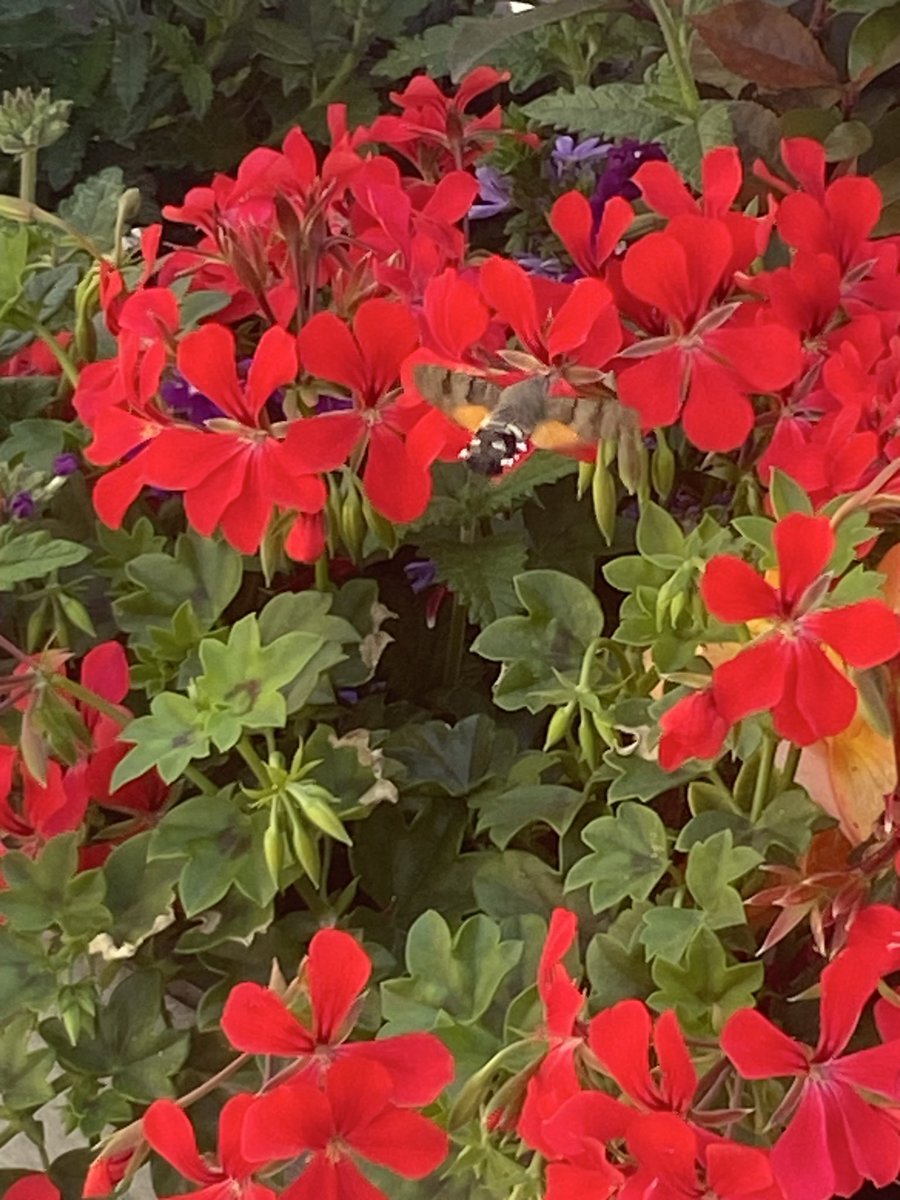 PedenClare's tweet photo. @PaulHeatonSolo How absolutely strange! I’m on holiday on in Normandy and took a photo of this yesterday to try and figure out what it was- I think it’s the same thing! https://t.co/edykgHyIZL